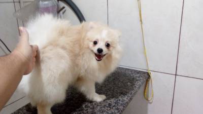 Spitz Alemo pomernia macho creme RJ