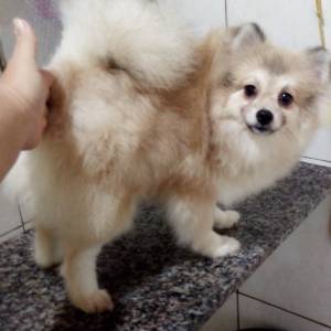 Spitz Alemo Pomerania femea creme sable RJ