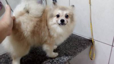 Spitz Alemo Pomerania femea creme sable RJ