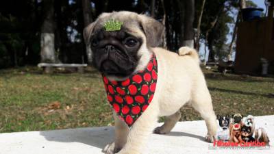 Pug Criação profissional com procedência Pug Criação profissional com procedência