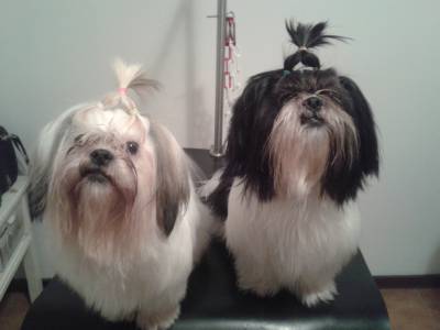 Disponivel casal shihtzu