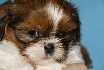 Disponivel casal shihtzu