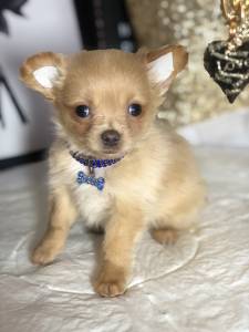 CHIHUAHUA MACHO PELO LONGO MICRO 