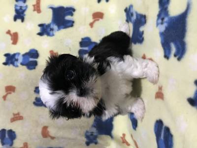 Shih-tzu fmea lindos filhotes fmeas disponveis