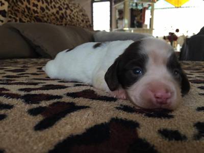 Dachshund miniatura piebald lindos filhotes disponveis