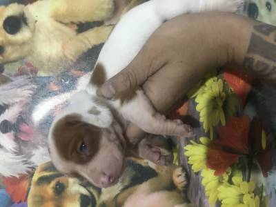 Dachshund miniatura piebald lindos filhotes disponveis