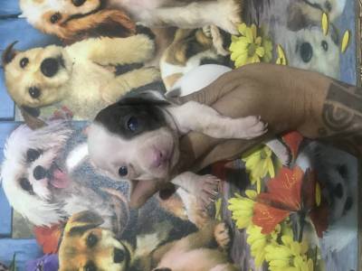 Dachshund miniatura piebald lindos filhotes disponveis