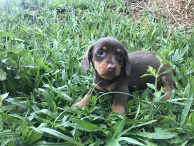 Dachshund miniatura chocolate lindos filhotes disponveis