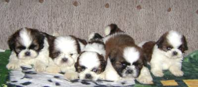 LINDA NINHADA DE SHIH TZU