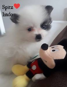Spitz lindos lulu da pomerania