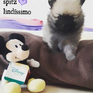 Spitz lindos lulu da pomerania