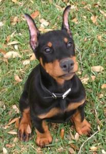 Filhotes de Doberman