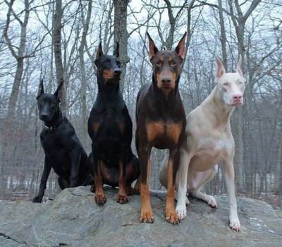 Filhotes de Doberman