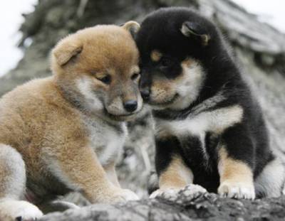 Shiba Inu s macho
