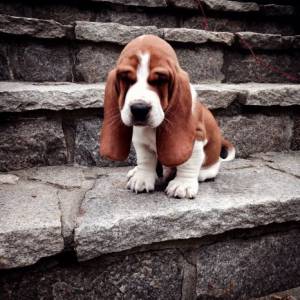 Basset Hound