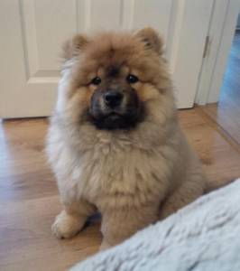 Filhotes Chow Chow