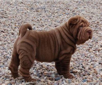 Sharpei