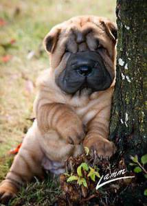 Sharpei