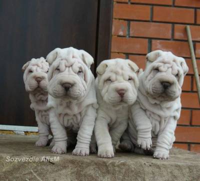 Sharpei