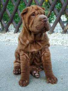 Sharpei