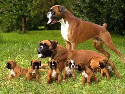 boxer