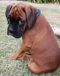 boxer