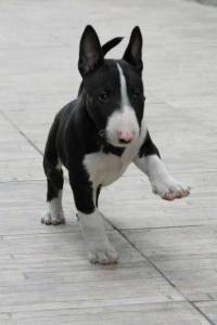 Bull Terrier