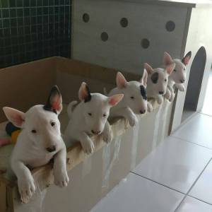 Bull Terrier