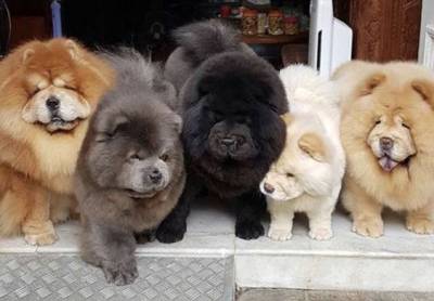 Filhotes Chow Chow