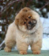 Filhotes Chow Chow