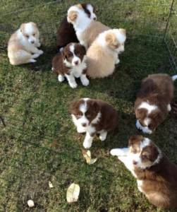 Filhotes de Border Collie