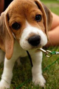 Filhotes de Beagle