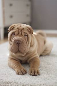 Filhotes de Sharpei