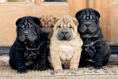 Filhotes de Sharpei