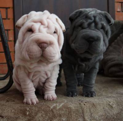 Filhotes de Sharpei