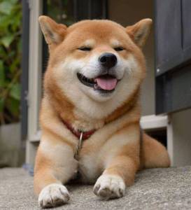 Filhotes de Shiba Inu