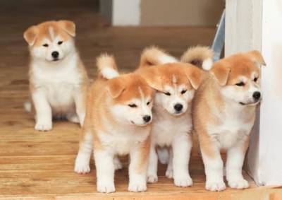 Filhotes de Shiba Inu