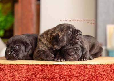 Filhote de Cane Corso