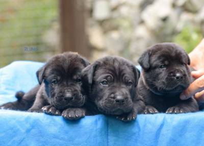 Filhote de Cane Corso