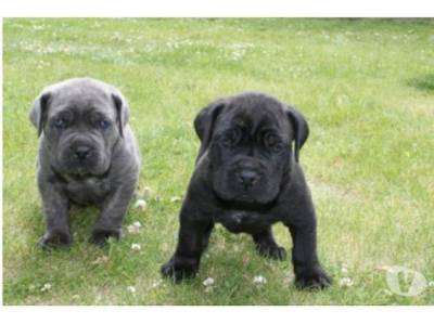 Filhote de Cane Corso