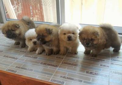 Filhotes de Chow-Chow