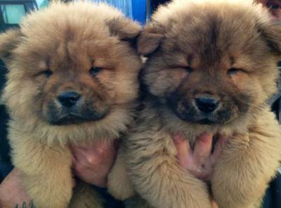 Filhotes de Chow-Chow