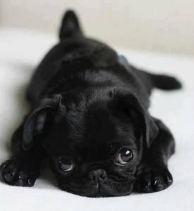 Pug