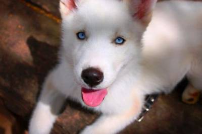 Husky Siberiano