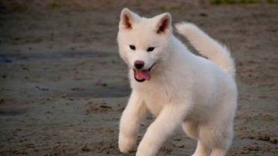 Lindos Akita Inu