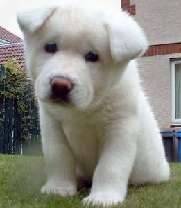 Lindos Akita Inu