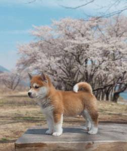 Lindos Akita Inu