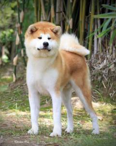 Lindos Akita Inu