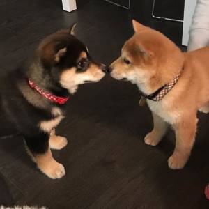 Lindos Akita Inu