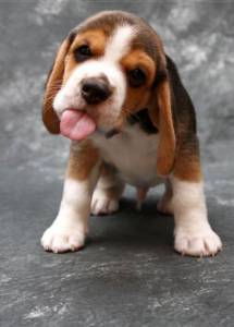 Beagle- Lindos filhotes